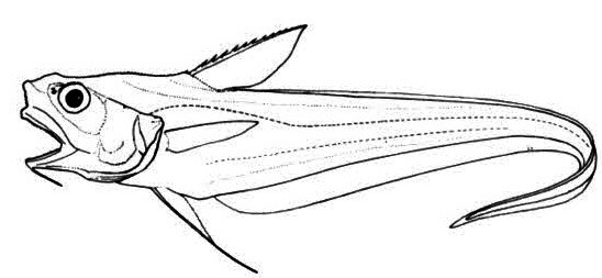 Coryphaenoides mediterraneus_01